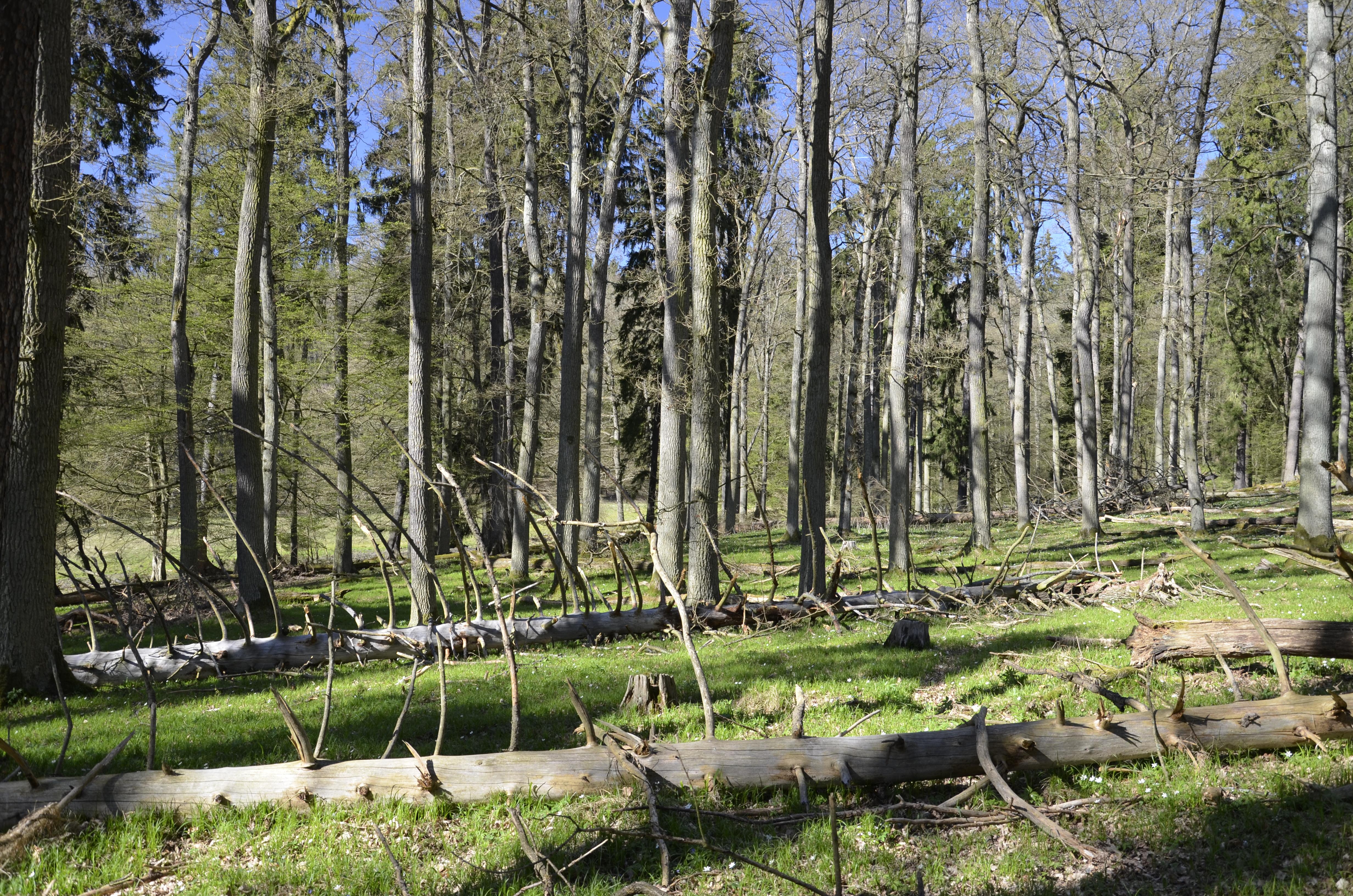 Zvoníčkovna